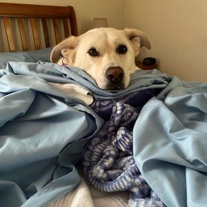 Meet your Posher, Owen